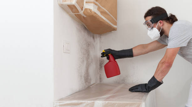 Professional Crawl Space Mold Removal technician working in Carlstadt, NJ