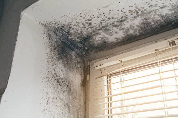 Affordable Crawl Space Mold Removal solutions in Carlstadt, NJ
